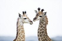 Northern Giraffe (Giraffa camelopardalis) calves, iSimangaliso Wetland Park, KwaZulu-Natal, South Africa