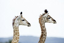 Northern Giraffe (Giraffa camelopardalis) calves, iSimangaliso Wetland Park, KwaZulu-Natal, South Africa