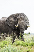 African Elephant (Loxodonta africana), iSimangaliso Wetland Park, KwaZulu-Natal, South Africa