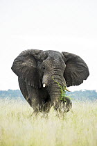 African Elephant (Loxodonta africana) grazing, iSimangaliso Wetland Park, KwaZulu-Natal, South Africa