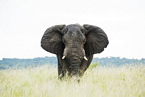 African Elephant (Loxodonta africana), iSimangaliso Wetland Park, KwaZulu-Natal, South Africa