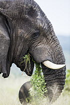 African Elephant (Loxodonta africana) grazing, iSimangaliso Wetland Park, KwaZulu-Natal, South Africa