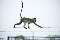 Savanah Monkey (Chlorocebus aethiops) balancing on barbed wire, Umlalazi Nature Reserve, KwaZulu-Natal, South Africa