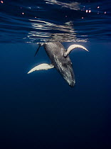 Humpback Whale (Megaptera novaeangliae) calf, Maui, Hawaii