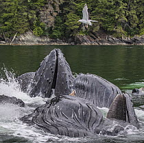 Humpback Whale (Megaptera novaeangliae) group gulp feeding, Admiralty Island, Alaska