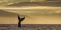 Humpback Whale (Megaptera novaeangliae) tail slapping at sunrise, Lahaina, Maui, Hawaii