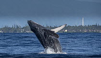 Humpback Whale (Megaptera novaeangliae) breaching, Maui, Hawaii