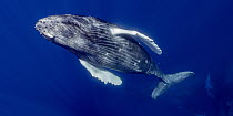 Humpback Whale (Megaptera novaeangliae) calf, Maui, Hawaii