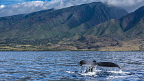 Humpback Whale (Megaptera novaeangliae) diving near coast, Maui, Hawaii