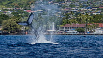 Humpback Whale (Megaptera novaeangliae) breaching near shore, Lahaina, Maui, Hawaii