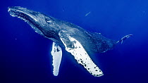 Humpback Whale (Megaptera novaeangliae), Maui, Hawaii