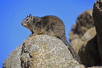 California Ground Squirrel (Spermophilus beecheyi), Monterey, California