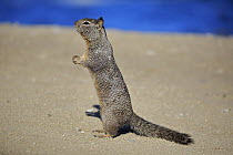 California Ground Squirrel (Spermophilus beecheyi) begging for food, Monterey, California