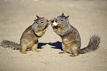 California Ground Squirrel (Spermophilus beecheyi) pair feeding on human food, Monterey, California