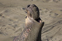 Northern Elephant Seal (Mirounga angustirostris) male calling, Piedras Blancas, California
