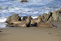 Northern Elephant Seal (Mirounga angustirostris) males facing off, Piedras Blancas, California