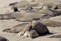 Northern Elephant Seal (Mirounga angustirostris) male courting female, Piedras Blancas, California