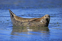 Harbor Seal (Phoca vitulina), Monterey Bay, California