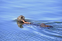 Sea Otter (Enhydra lutris) feeding on Fat Inkeeper Worm (Urechis unicinctus), Monterey Bay, California