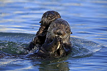 Sea Otter (Enhydra lutris) mother feeding with pup, Monterey Bay, California