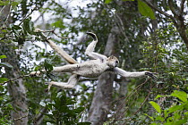 Northern Muriqui (Brachyteles hypoxanthus) leaping between trees, Feliciano Miguel Abdala Private Natural Heritage Reserve, Atlantic Forest, Brazil