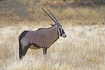 Oryx (Oryx gazella), Kgalagadi Transfrontier Park, South Africa