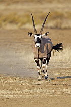 Oryx (Oryx gazella) running, Kgalagadi Transfrontier Park, South Africa