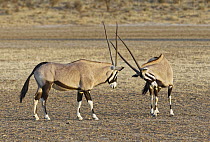 Oryx (Oryx gazella) males fighting, Kgalagadi Transfrontier Park, South Africa