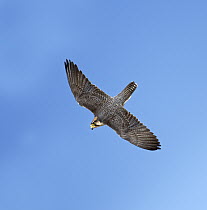 Lanner Falcon (Falco biarmicus) flying, Kgalagadi Transfrontier Park, South Africa