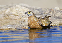 Burchell's Sandgrouse (Pterocles burchelli) storing water in belly plumage at waterhole to transport to chicks, South Africa