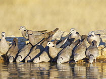 Ring-necked Dove (Streptopelia capicola) flock drinking at waterhole, Kgalagadi Transfrontier Park, South Africa