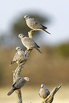 Ring-necked Dove (Streptopelia capicola) flock, Kgalagadi Transfrontier Park, South Africa