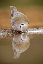 Ring-necked Dove (Streptopelia capicola) drinking at waterhole, KwaZulu-Natal, South Africa