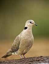 Ring-necked Dove (Streptopelia capicola), KwaZulu-Natal, South Africa