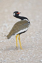 Northern Black Korhaan (Eupodotis afraoides) male in defensive posture, Kgalagadi Transfrontier Park, South Africa