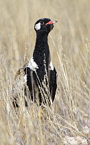 Northern Black Korhaan (Eupodotis afraoides) male, Kgalagadi Transfrontier Park, South Africa