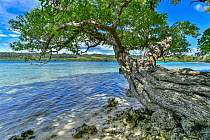 Alexandrian Laurel (Calophyllum inophyllum) tree on coast, Aimbuei Bay, Aore Island, Vanuatu