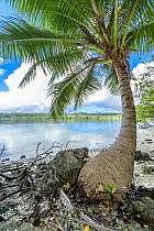 Coconut Palm (Cocos nucifera) tree on coast, Aimbuei Bay, Aore Island, Vanuatu