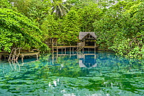 Freshwater spring, Nanda Blue Hole, Turtle Bay, Espiritu Santo, Vanuatu