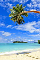 Coconut Palm (Cocos nucifera) tree on beach, Port Olry, Espiritu Santo, Vanuatu