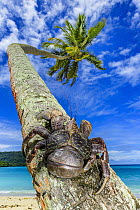Coconut Crab (Birgus latro) on palm tree, Espiritu Santo, Vanuatu