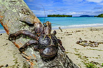 Coconut Crab (Birgus latro) on palm tree, Espiritu Santo, Vanuatu