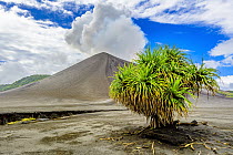Hala (Pandanus tectorius) tree in volcanic field, Mount Yasur, Tanna Island, Vanuatu