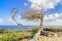 Divi-divi Tree (Caesalpinia coriaria) stunted by wind, Aruba, Caribbean