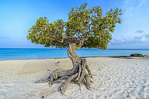 Divi-divi Tree (Caesalpinia coriaria), on beach, Aruba, Caribbean