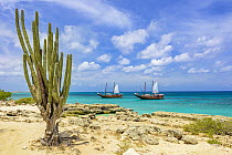 Pitayo de Mayo (Stenocereus griseus) cactus and ships, Malmok Beach, Aruba, Caribbean