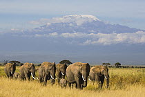 African Elephant (Loxodonta africana) herd on savanna, Mount Kilimanjaro, Amboseli National Park, Kenya