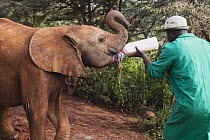 African Elephant (Loxodonta africana) orphaned calf being bottle fed, David Sheldrick Wildlife Trust, Nairobi, Kenya