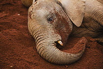 African Elephant (Loxodonta africana) orphaned calf dust bathing, David Sheldrick Wildlife Trust, Nairobi, Kenya