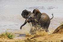 African Elephant (Loxodonta africana) calf playing in water, Samburu-Isiolo Game Reserve, Kenya